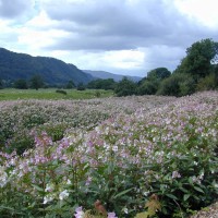 Himalayan Balsam